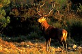  Mammifère, cerf, brame, forêt, Bretagne,eau 